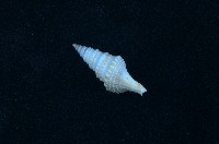藏品(環珠捲管螺)的圖片